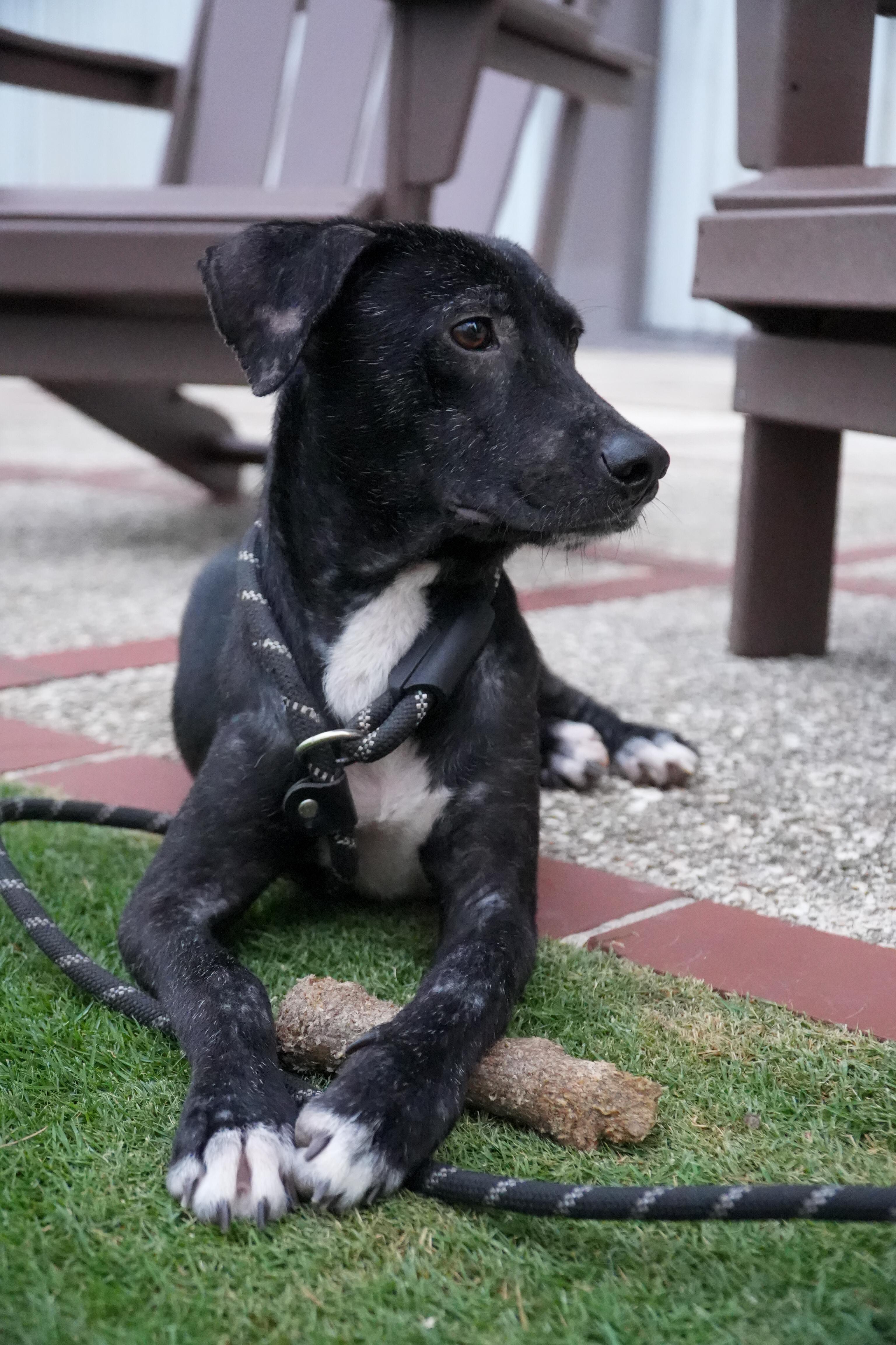 Goodie- The Comeback Kid 4