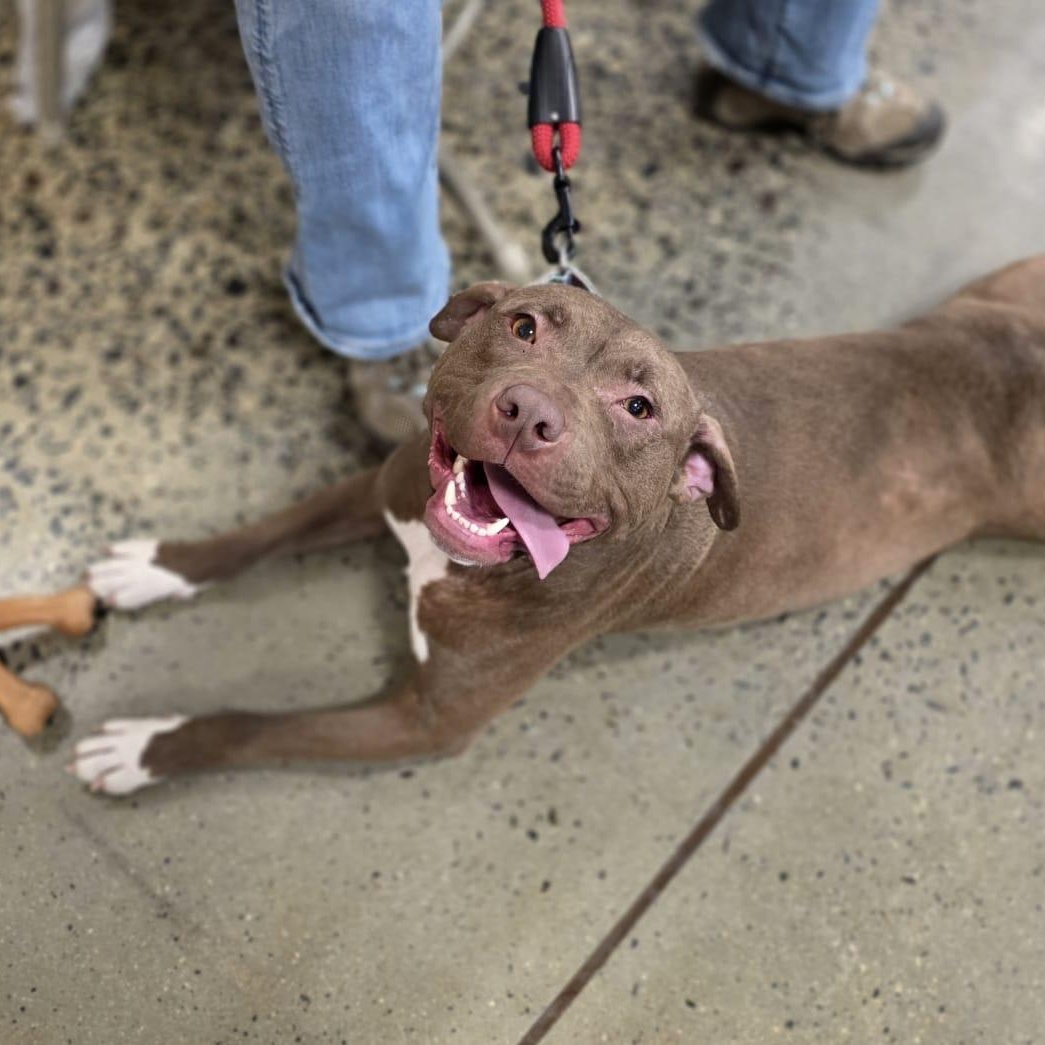 Enlarge FRANNIE, a ADOPTABLE Pit Bull Terrier in Hamilton, NJ image 2/6
