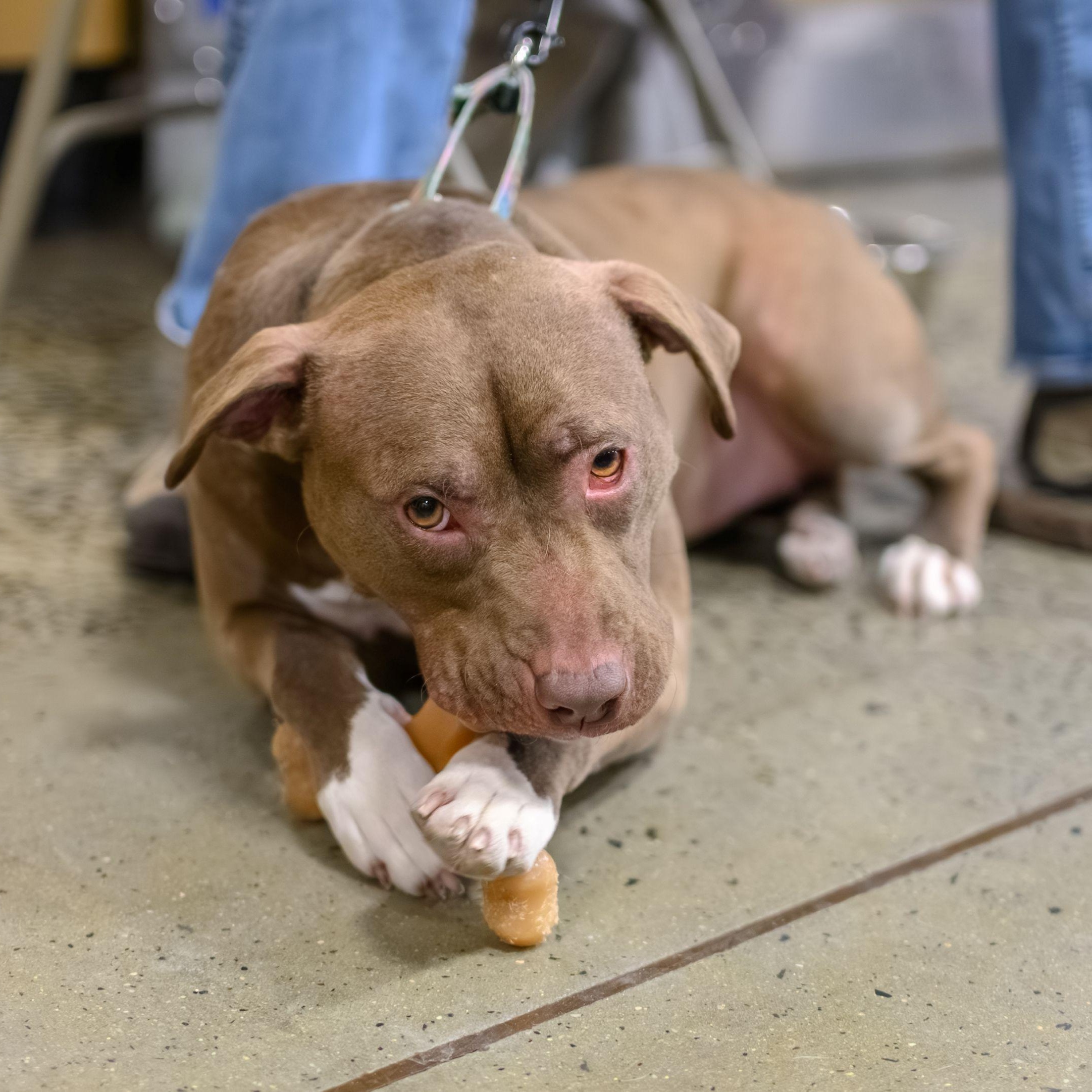 Enlarge FRANNIE, a ADOPTABLE Pit Bull Terrier in Hamilton, NJ image 5/6