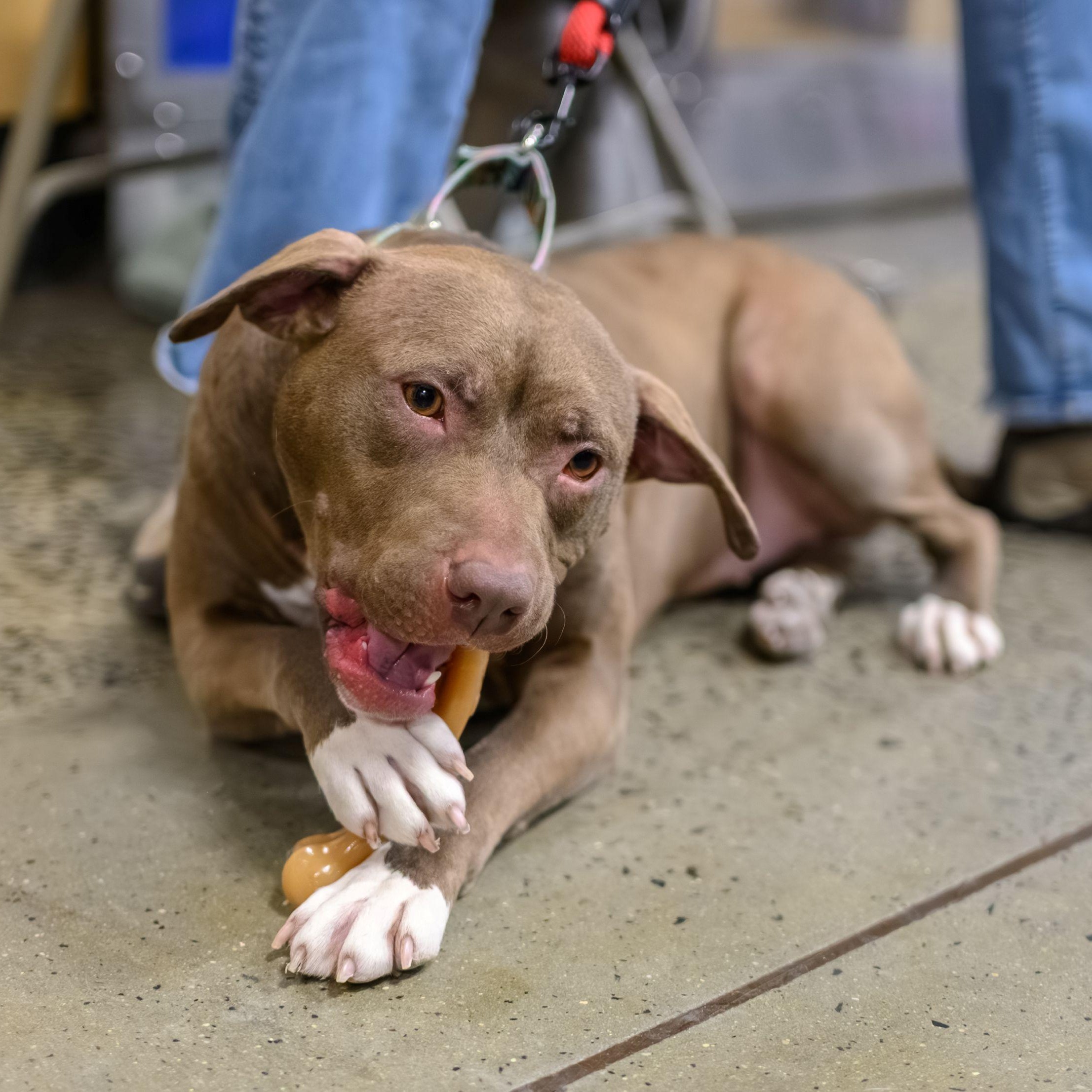 Enlarge FRANNIE, a ADOPTABLE Pit Bull Terrier in Hamilton, NJ image 4/6