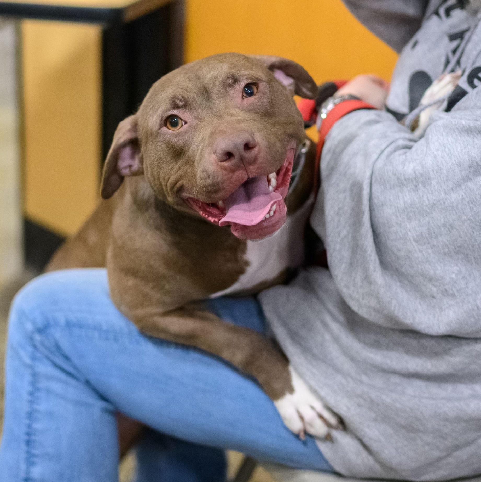 FRANNIE, ADOPTABLE, Young Female Pit Bull Terrier.