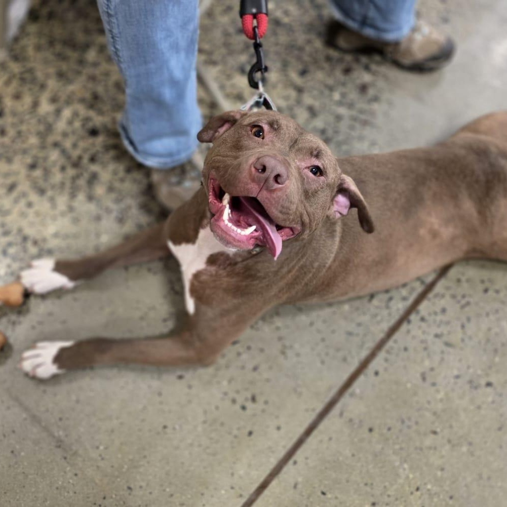 Enlarge FRANNIE, a ADOPTABLE Pit Bull Terrier in Hamilton, NJ image 6/6