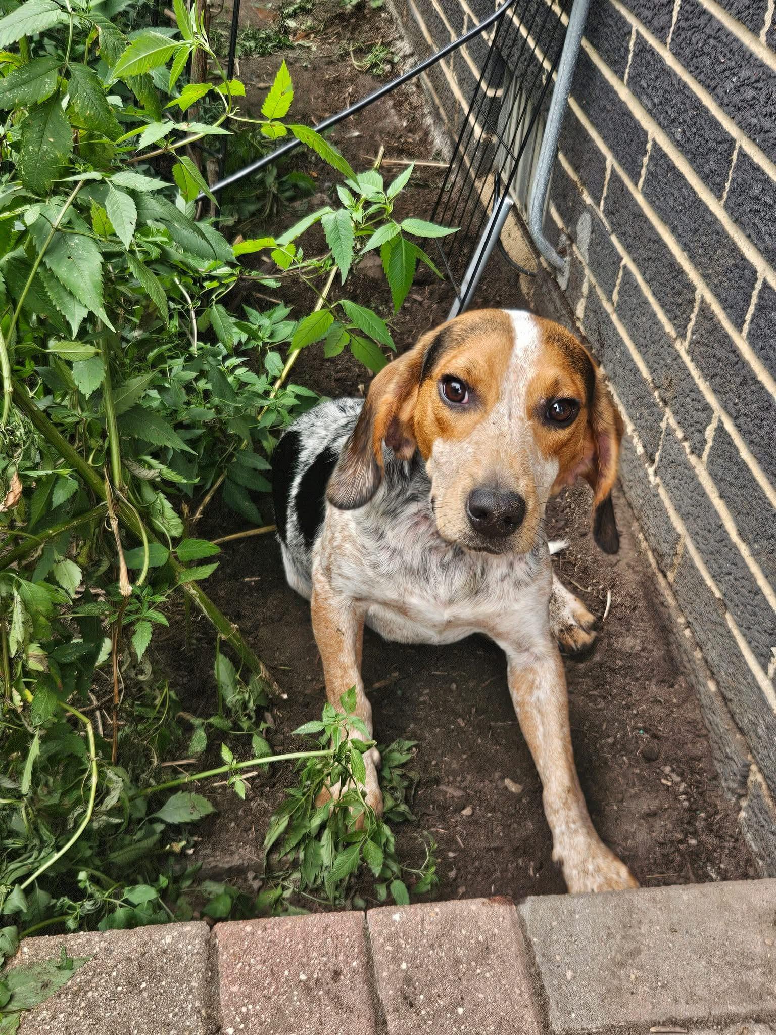 Enlarge Kip, a Adoptable Beagle in Palos Hills, IL image 3/4