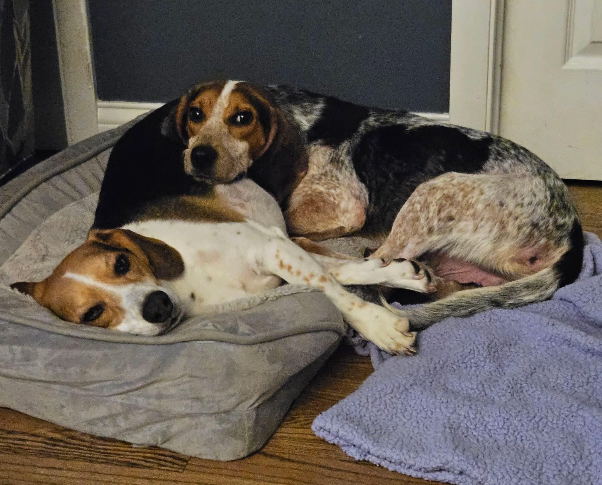 Enlarge Kip, a Adoptable Beagle in Palos Hills, IL image 1/4