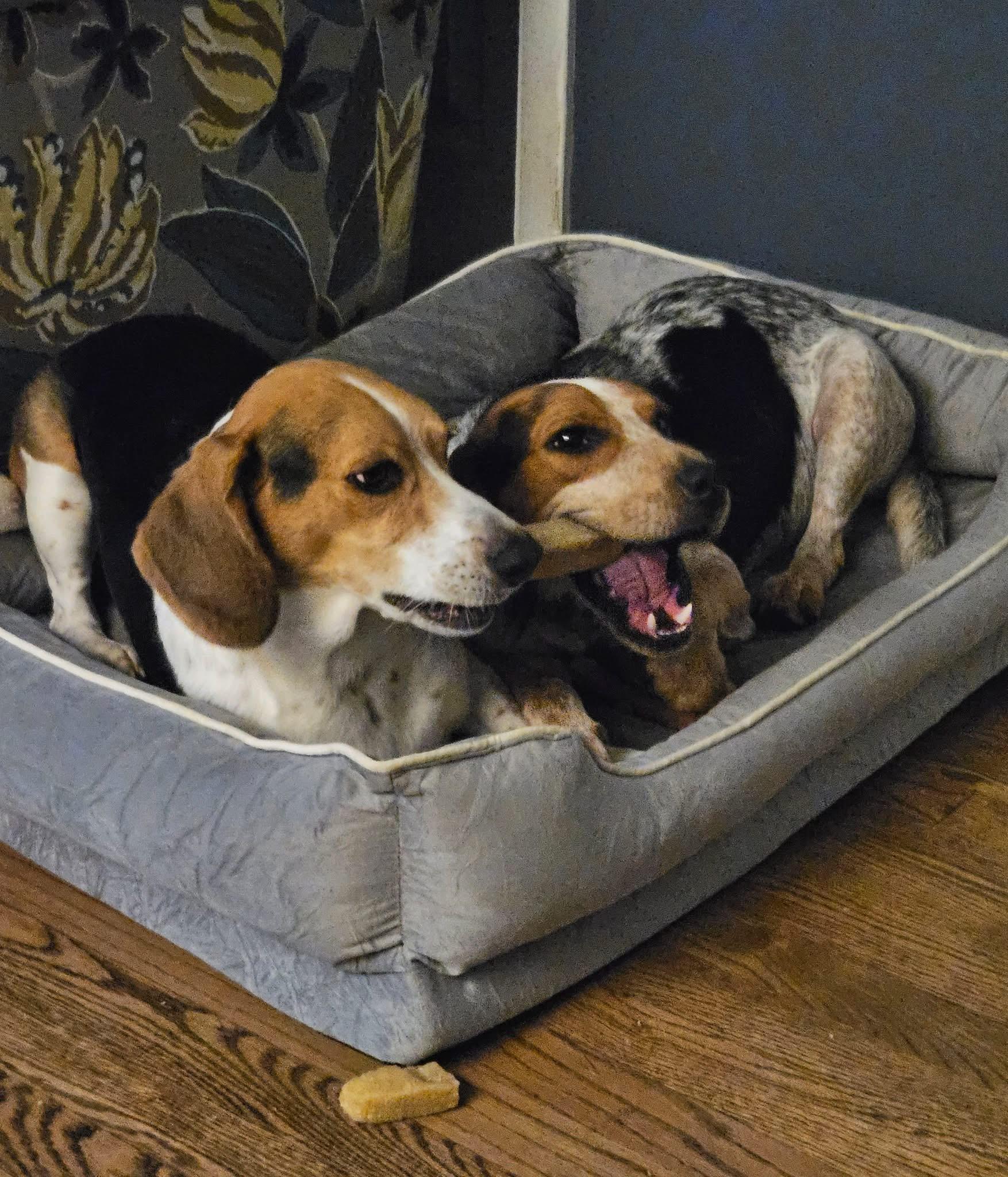 Enlarge Kip, a Adoptable Beagle in Palos Hills, IL image 4/4
