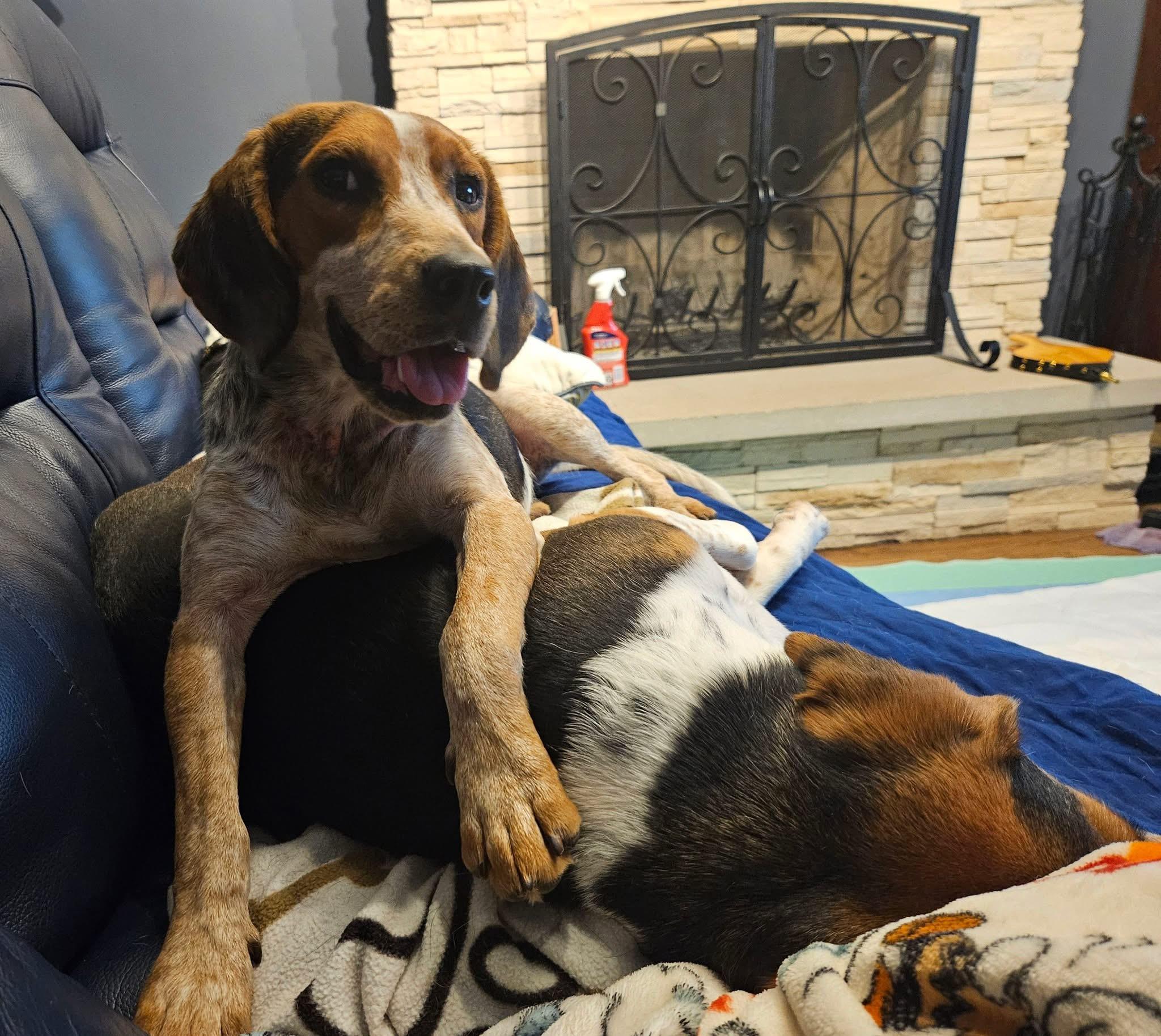 Enlarge Kip, a Adoptable Beagle in Palos Hills, IL image 2/4