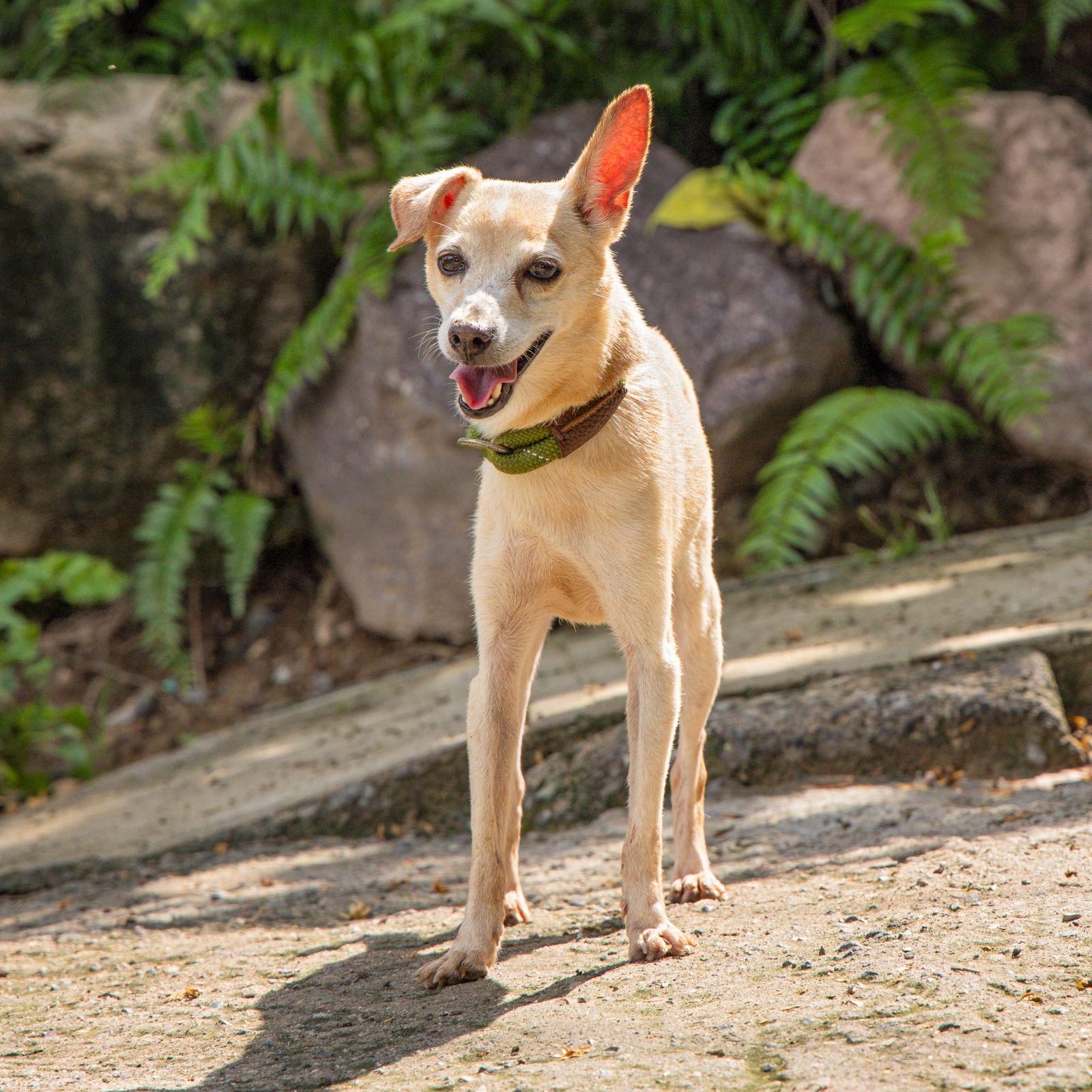 Enlarge Estrella, an adopted mixed breed in Vancouver, BC image 3/6
