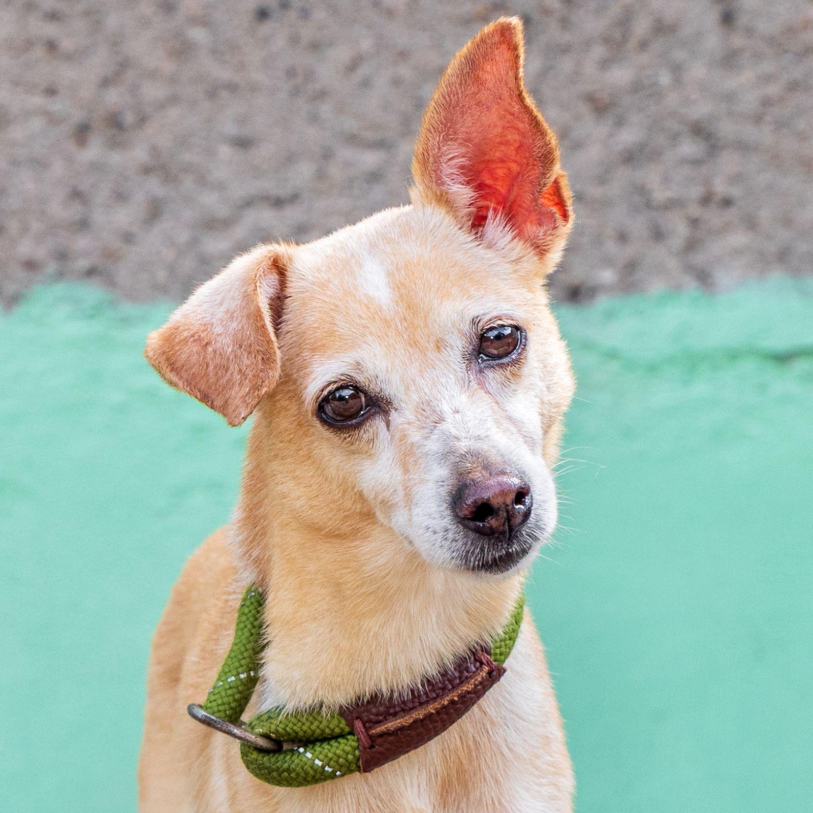 Enlarge Estrella, an adopted mixed breed in Vancouver, BC image 1/6