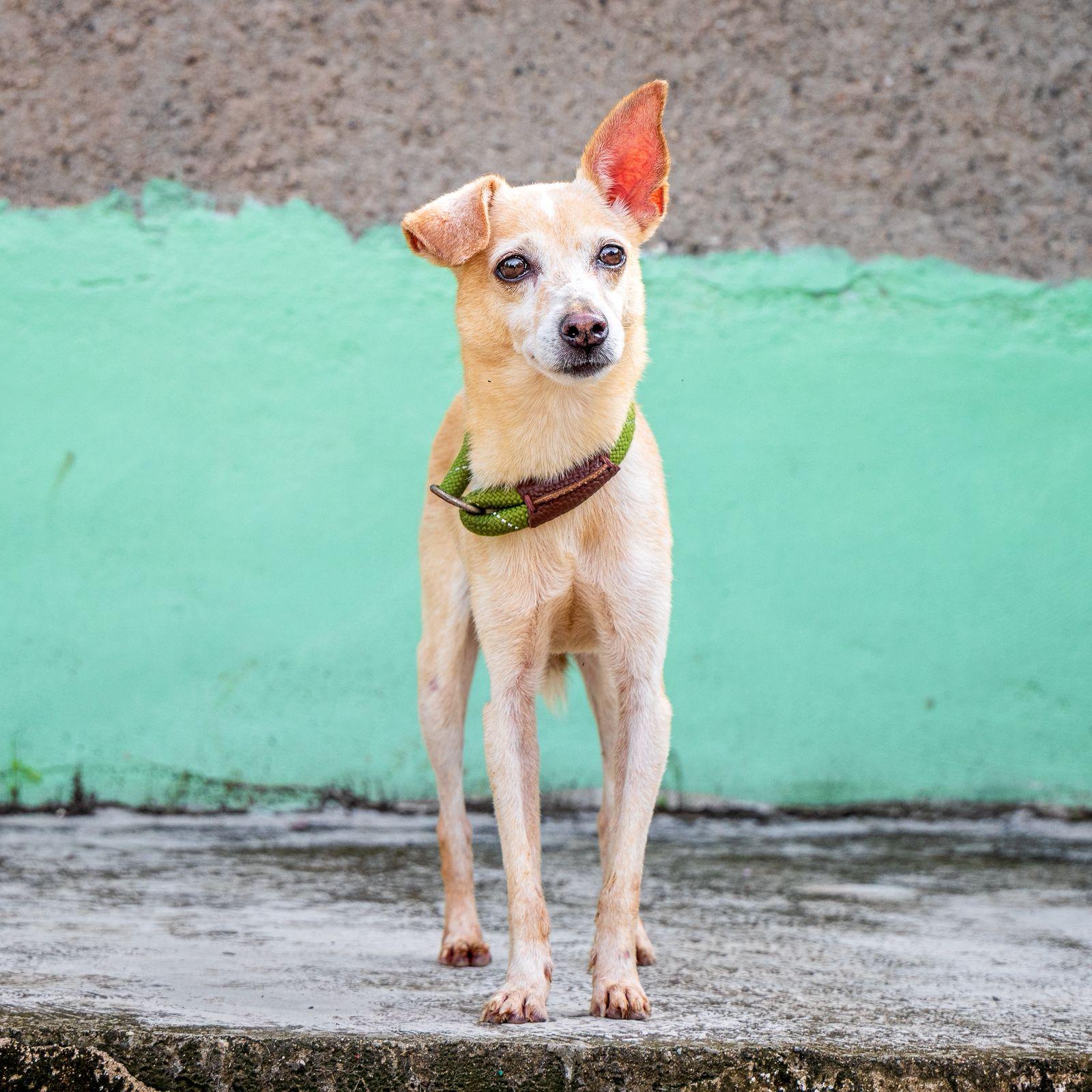 Enlarge Estrella, an adopted mixed breed in Vancouver, BC image 2/6