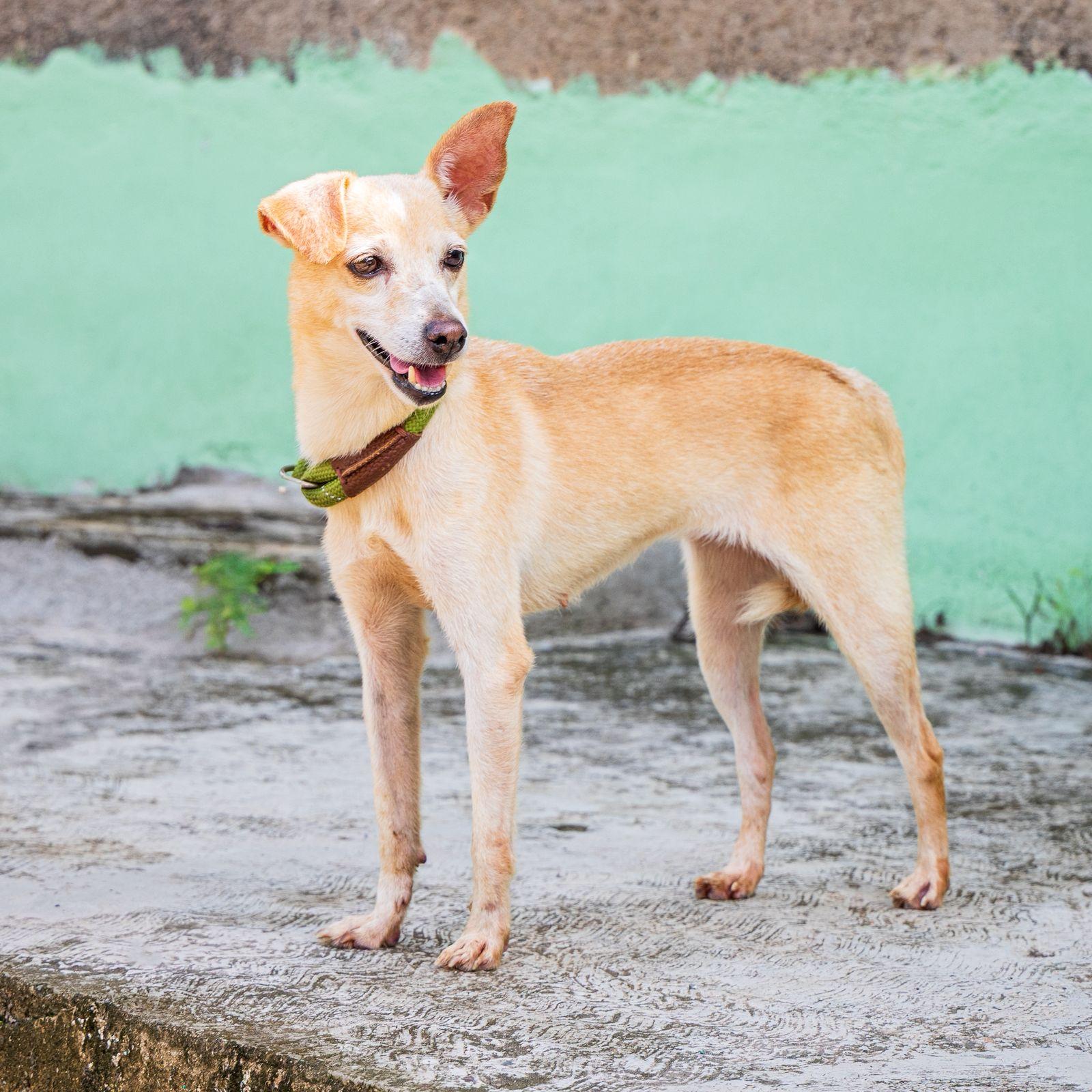 Enlarge Estrella, an adopted mixed breed in Vancouver, BC image 4/6