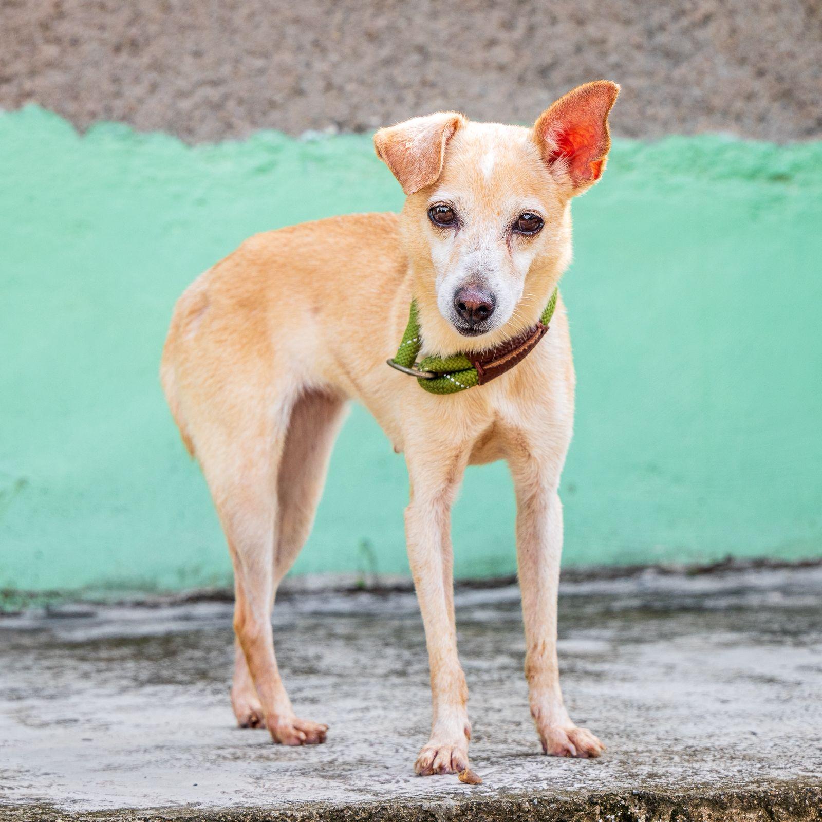 Enlarge Estrella, an adopted mixed breed in Vancouver, BC image 5/6