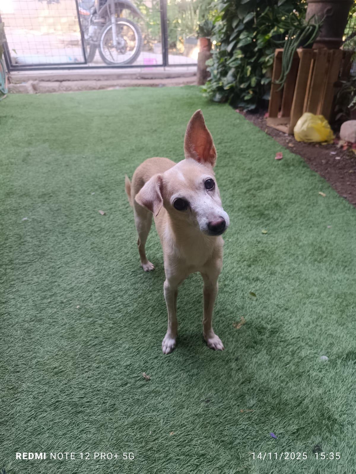 Enlarge Estrella, an adopted mixed breed in Vancouver, BC image 6/6