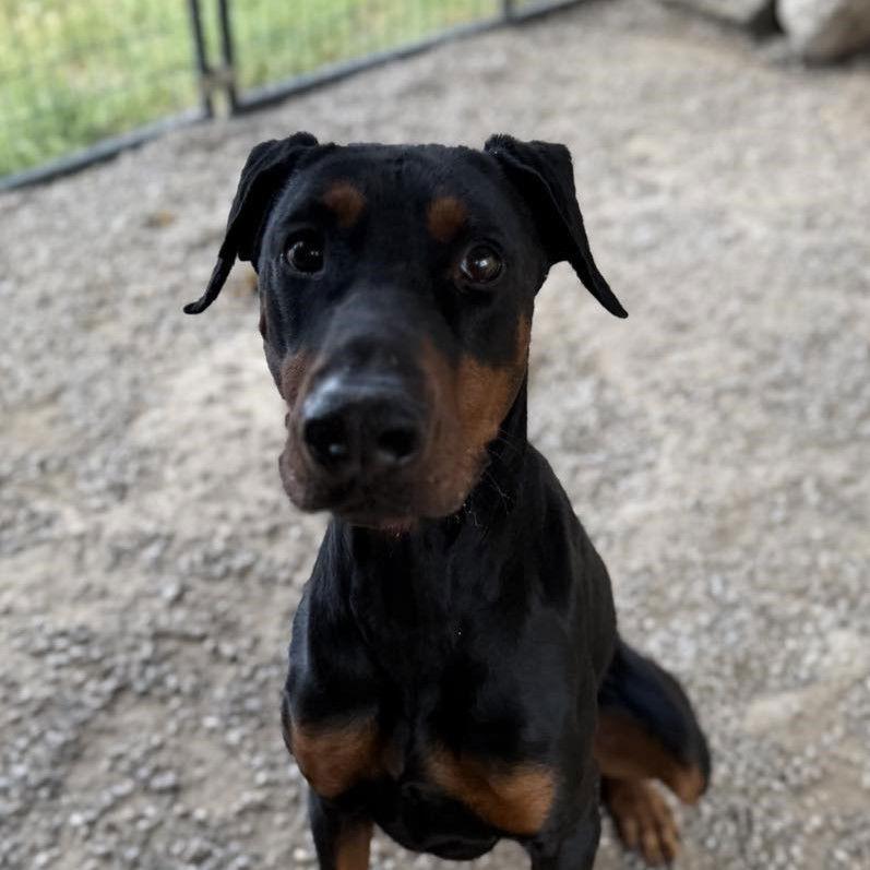 Rambo photo