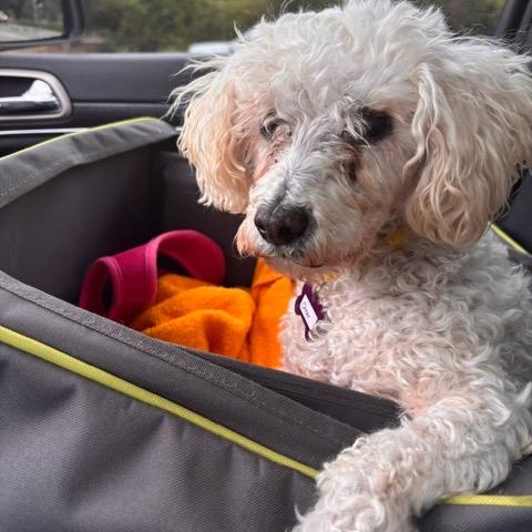 Cheer 14473, Adoptable, Senior Female Miniature Poodle.