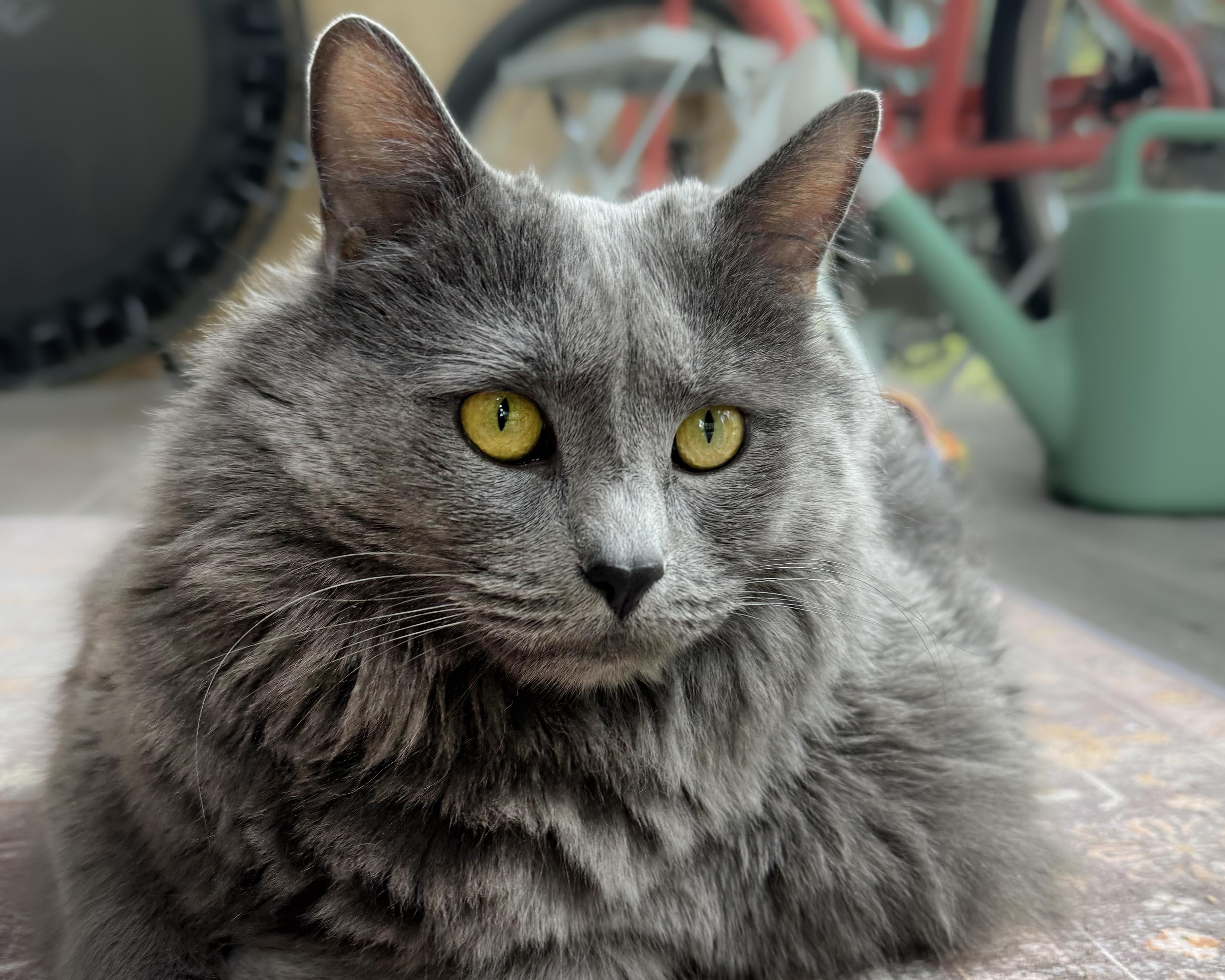 Enlarge Luna, a ADOPTABLE mixed breed in Boulder, CO image 1/6