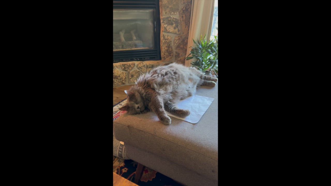 Enlarge Luna, a ADOPTABLE mixed breed in Boulder, CO video 6/6