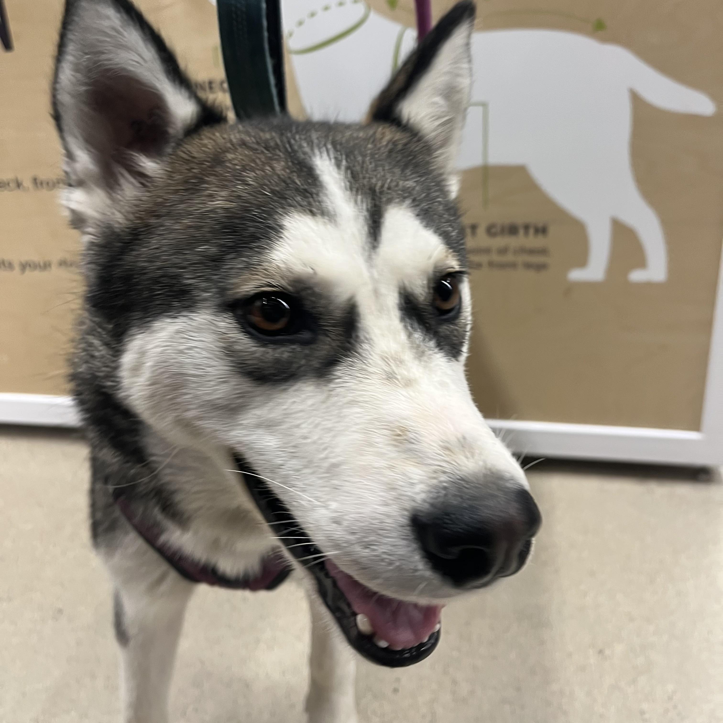 Enlarge Leerah, a Adopted Husky in Winnipeg, MB image 4/6