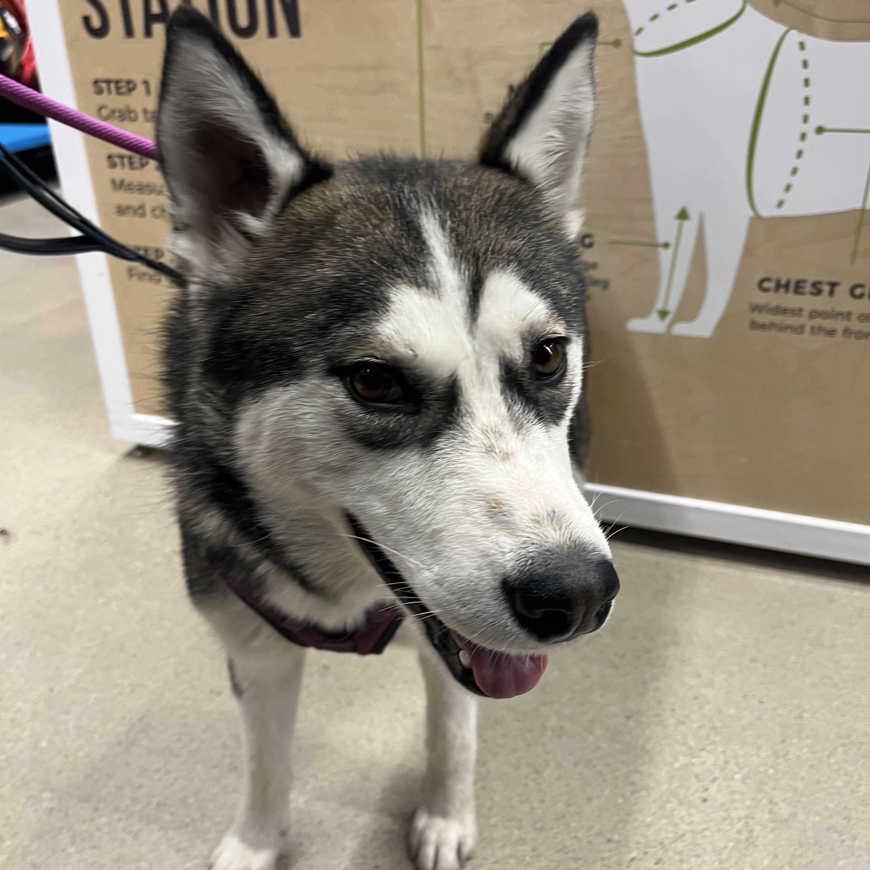 Enlarge Leerah, a Adopted Husky in Winnipeg, MB image 5/6