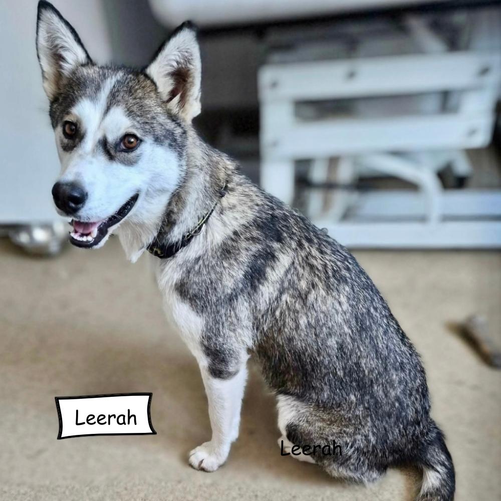 Enlarge Leerah, a Adopted Husky in Winnipeg, MB image 6/6