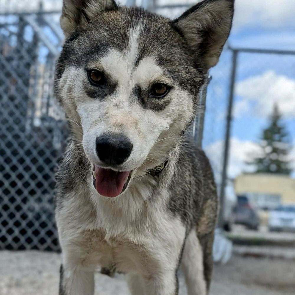 Enlarge Leerah, a Adopted Husky in Winnipeg, MB image 3/6