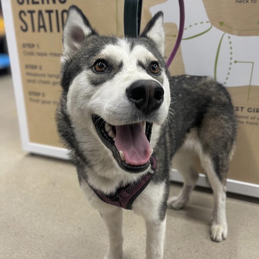 Enlarge Leerah, a Adopted Husky in Winnipeg, MB image 1/6