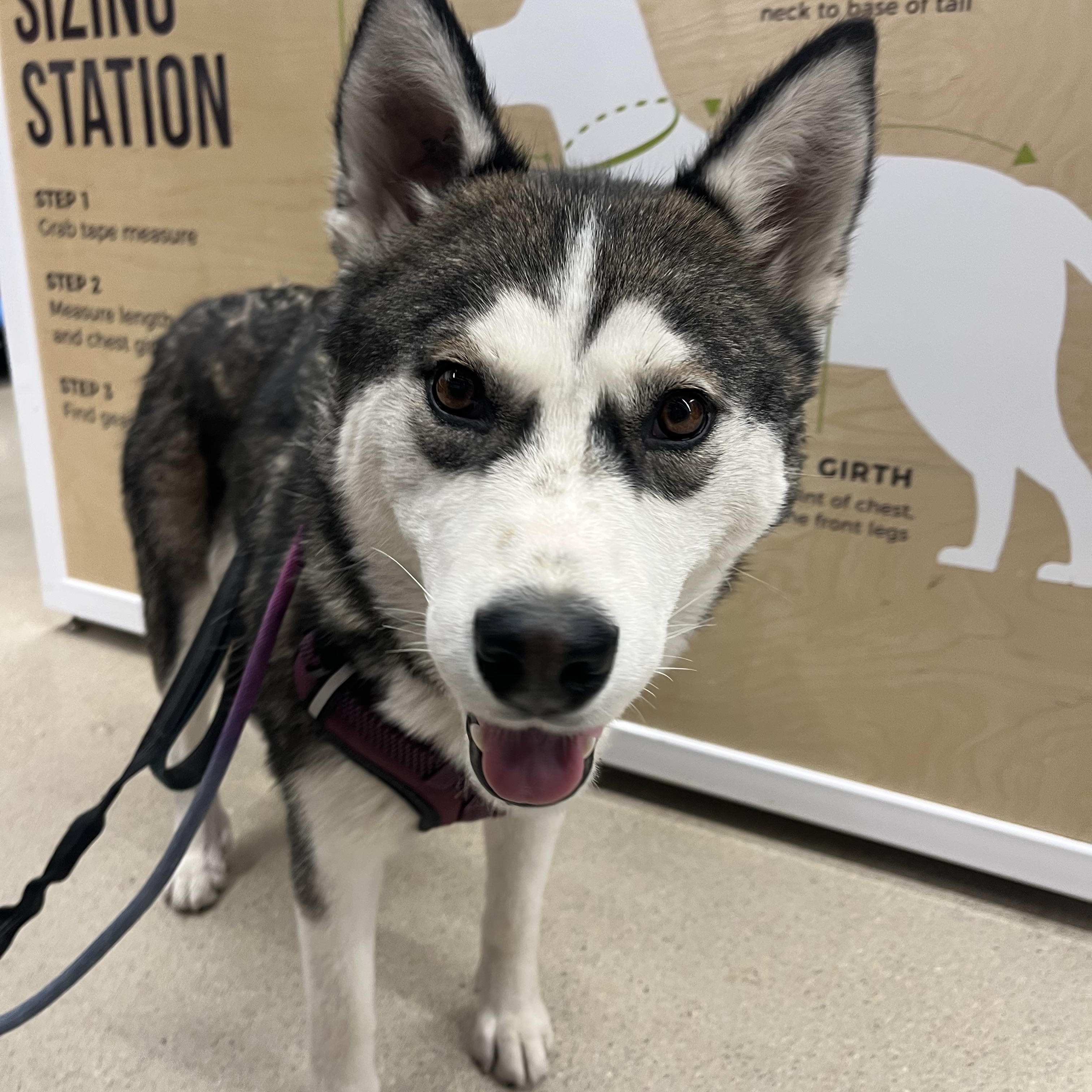 Enlarge Leerah, a Adopted Husky in Winnipeg, MB image 2/6