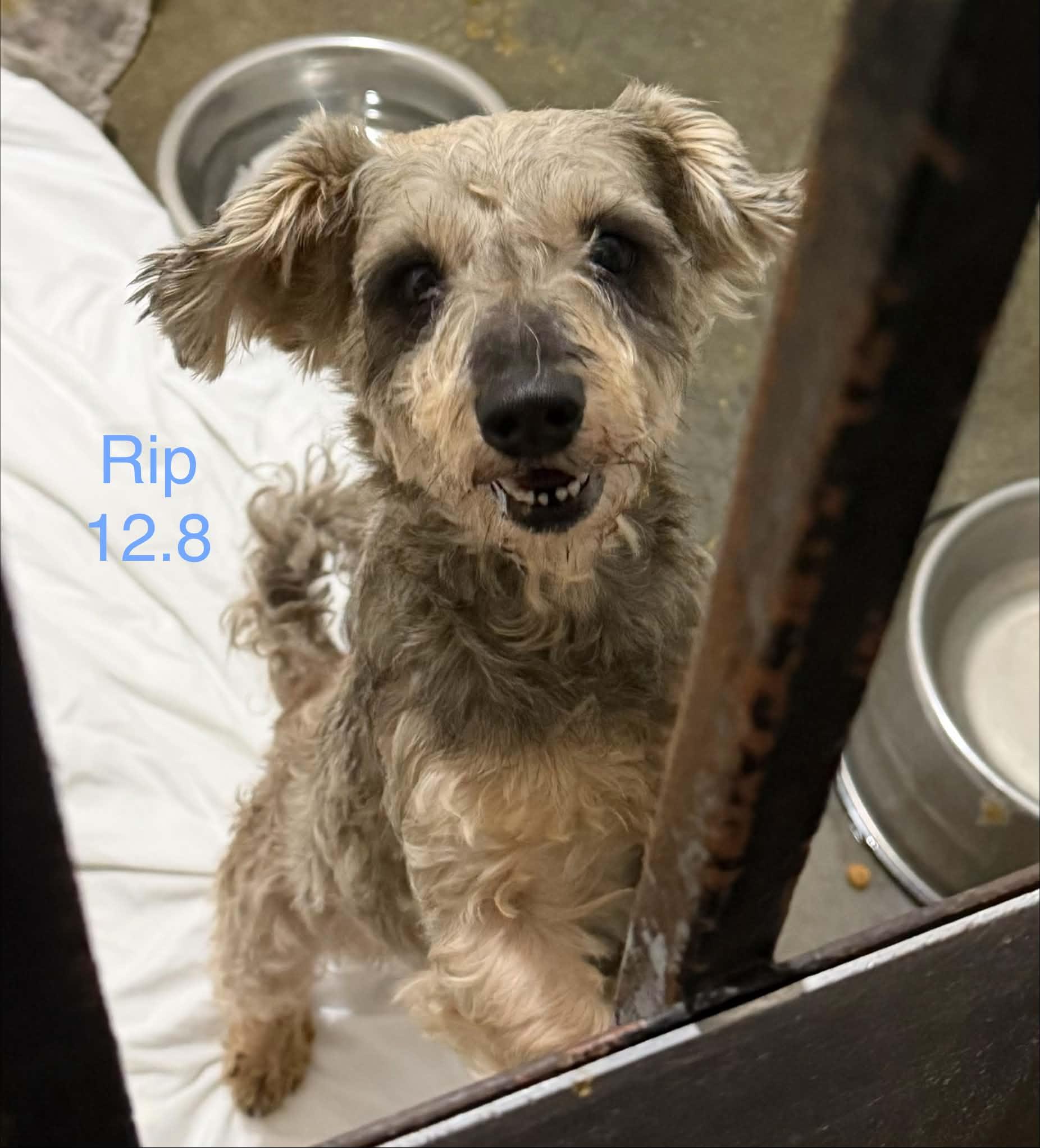 Rip, adopted, Adult Male Yorkie Poo.