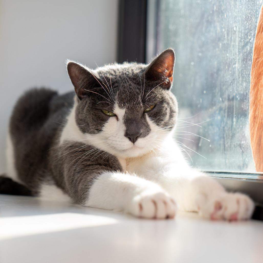 Clarice, Adoptable, Adult Female Domestic Short Hair.