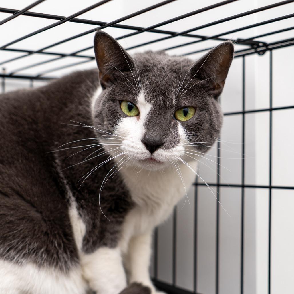 Enlarge Clarice, a Adoptable Domestic Short Hair in New York, NY image 2/4