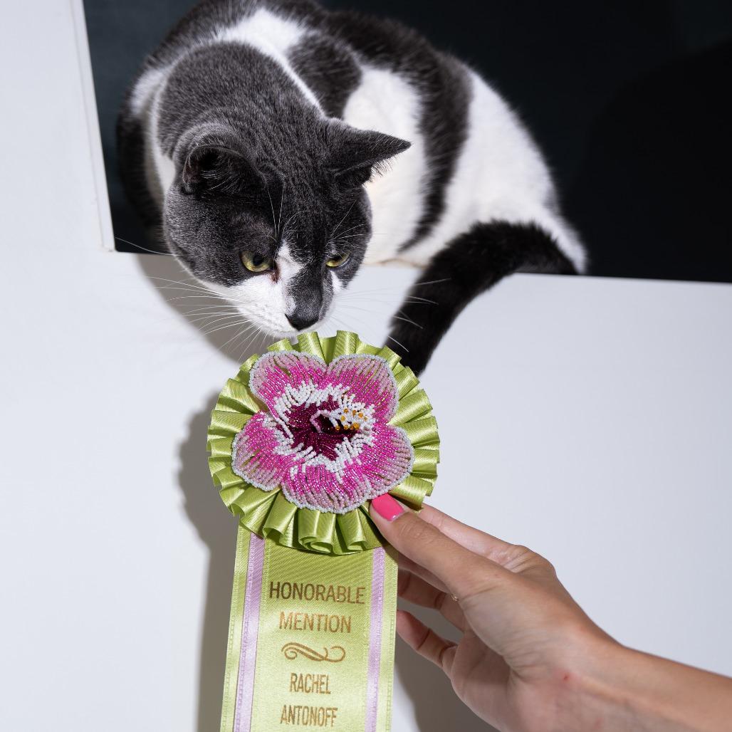 Enlarge Clarice, a Adoptable Domestic Short Hair in New York, NY image 3/4