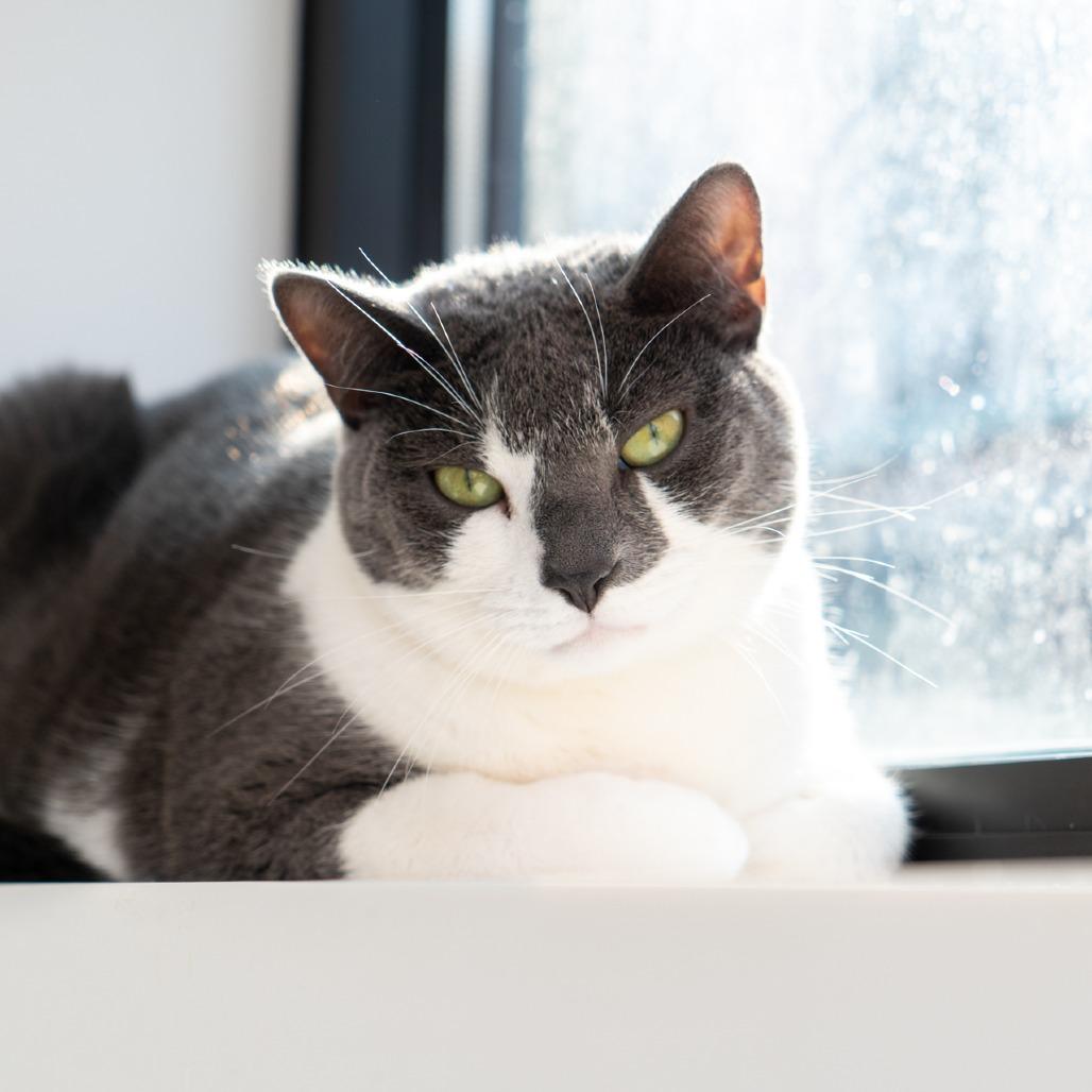 Enlarge Clarice, a Adoptable Domestic Short Hair in New York, NY image 4/4
