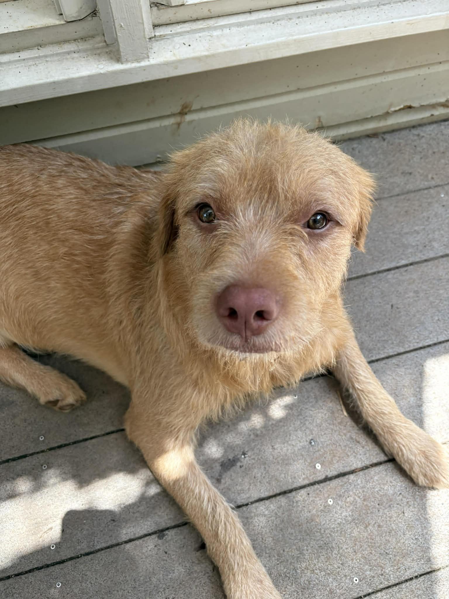 Chewy, ADOPTABLE, Adult Male Terrier & Pit Bull Terrier.