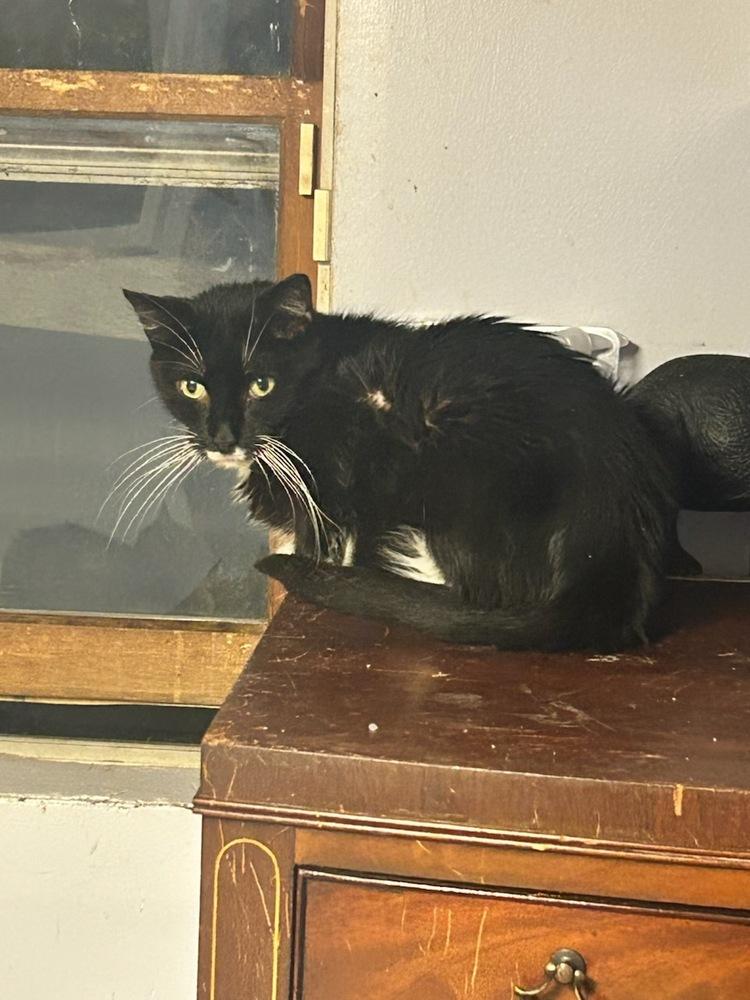 Pepper Westbury, Adoptable, Adult Female Domestic Short Hair.