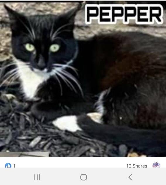 Enlarge Pepper Westbury, a Adoptable mixed breed in Westbury, NY image 2/3