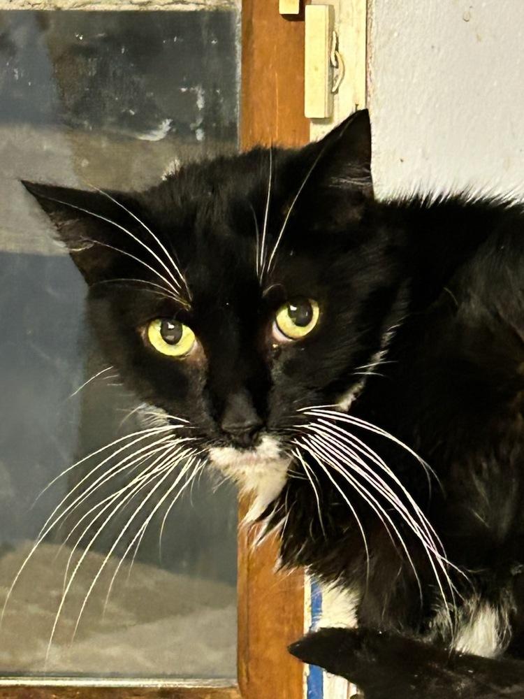 Enlarge Pepper Westbury, a Adoptable mixed breed in Westbury, NY image 3/3