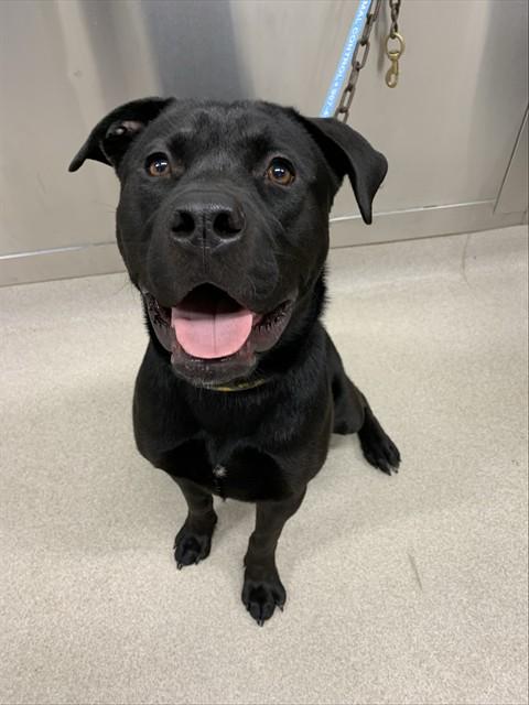 ELECTRA, Adoptable, Young Female Labrador Retriever & Pit Bull Terrier.
