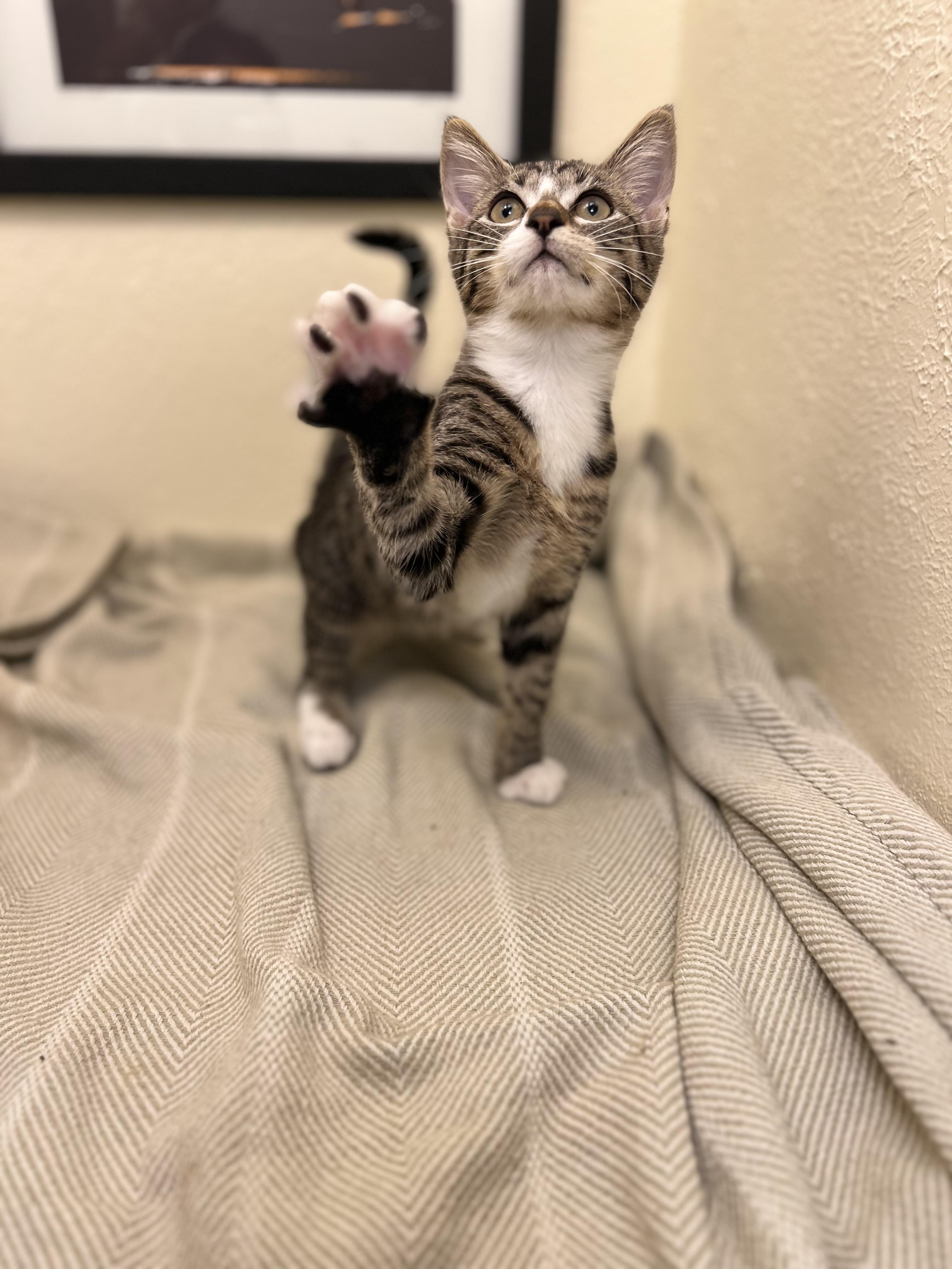 Rocket, a tender and fuzzy spring (bonded pair- Lily), a Adoptable American Shorthair in The Dalles, OR image 3/4