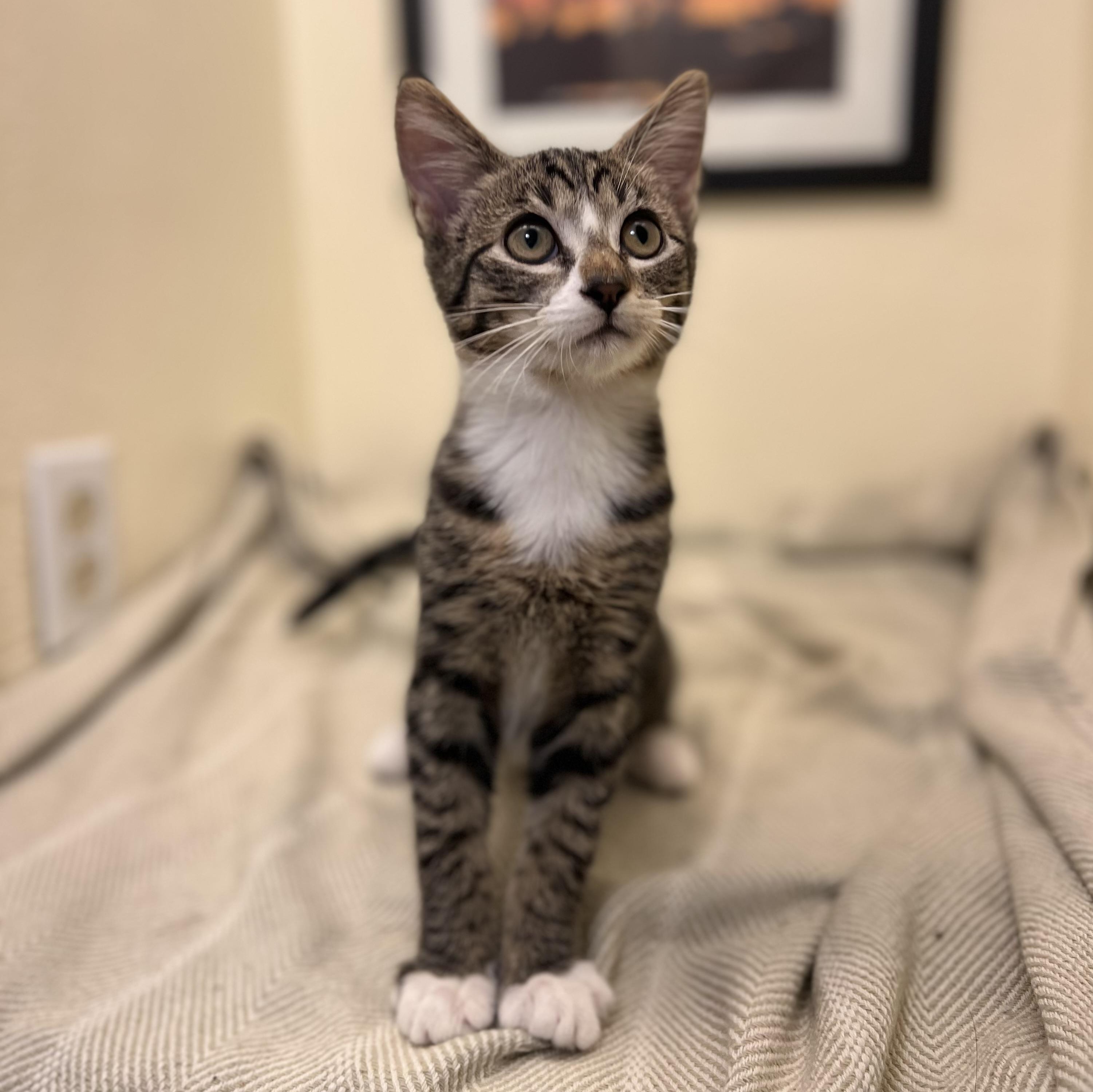 Rocket, a tender and fuzzy spring (bonded pair- Lily), a Adoptable American Shorthair in The Dalles, OR image 2/4