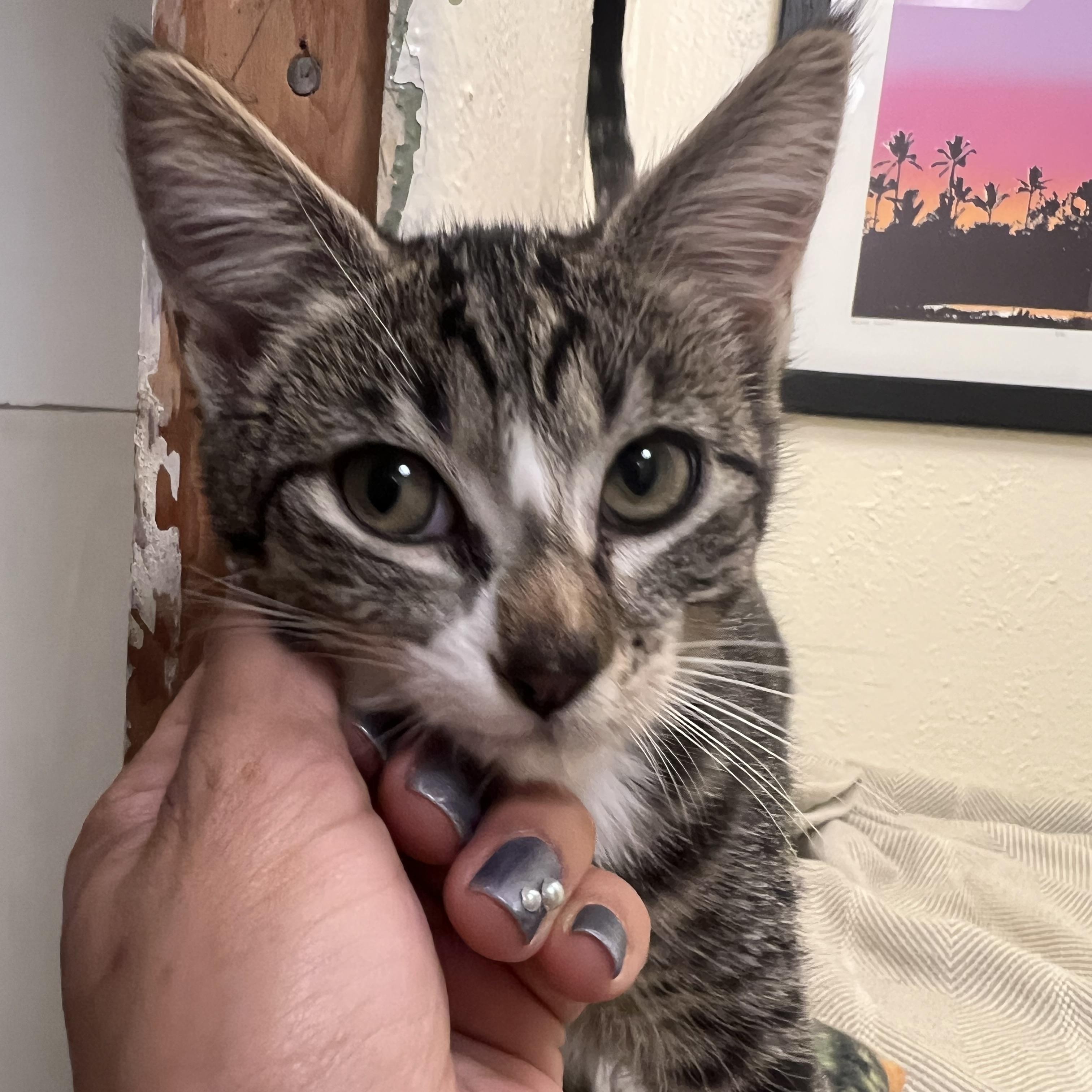 Rocket, a tender and fuzzy spring (bonded pair- Lily), a Adoptable American Shorthair in The Dalles, OR image 1/4