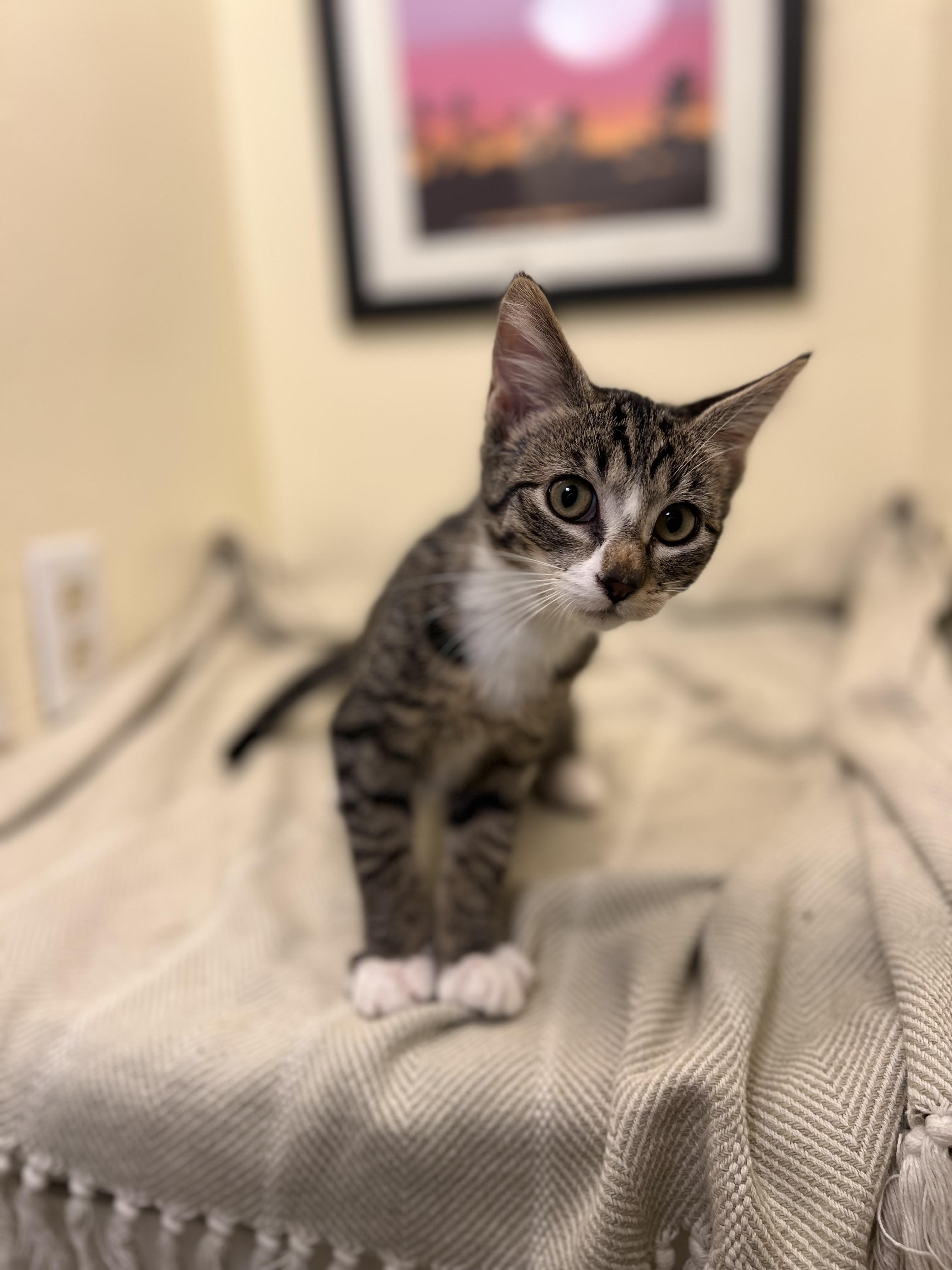Rocket, a tender and fuzzy spring (bonded pair- Lily), a Adoptable American Shorthair in The Dalles, OR image 4/4
