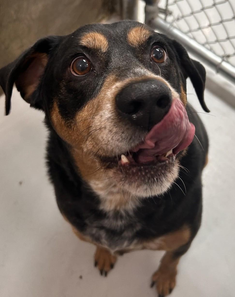 Enlarge Tank, a ADOPTABLE mixed breed in Germanton, NC image 2/3