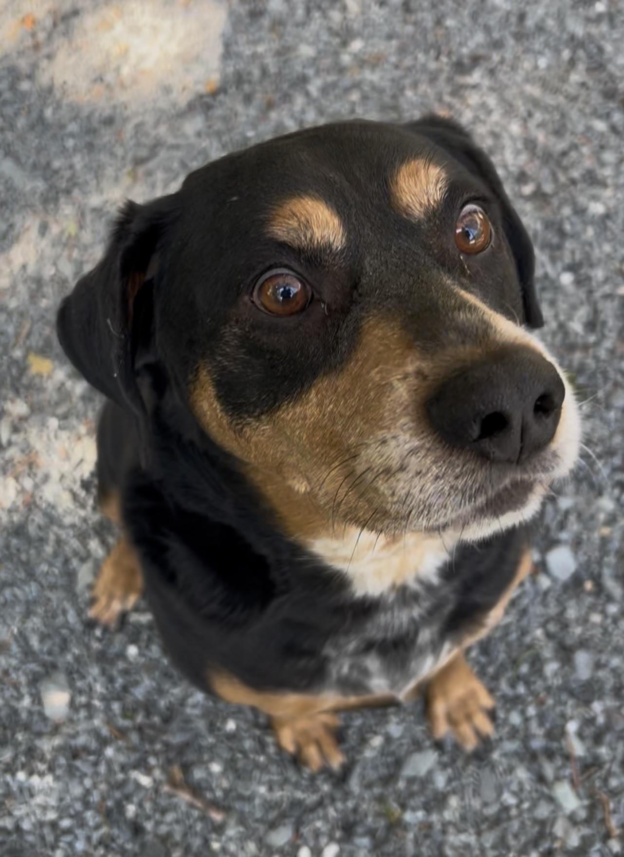 Tank, ADOPTABLE, Adult Male Rottweiler & Labrador Retriever.