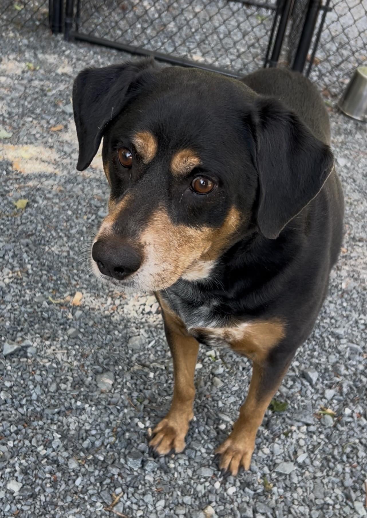 Enlarge Tank, a ADOPTABLE mixed breed in Germanton, NC image 3/3