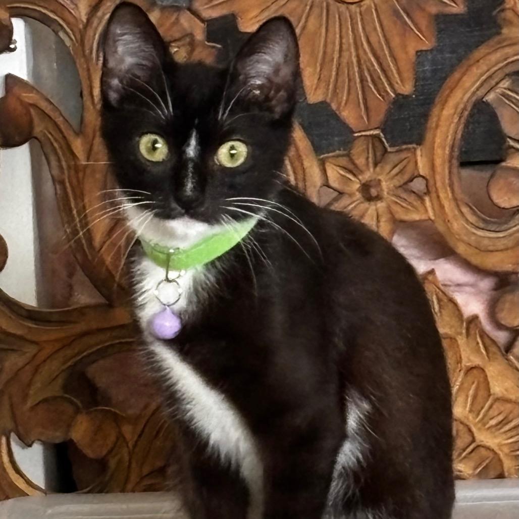 Vega, a Adoptable Domestic Short Hair in Miami, FL image 1/6