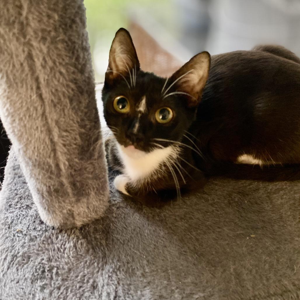Vega, a Adoptable Domestic Short Hair in Miami, FL image 2/6