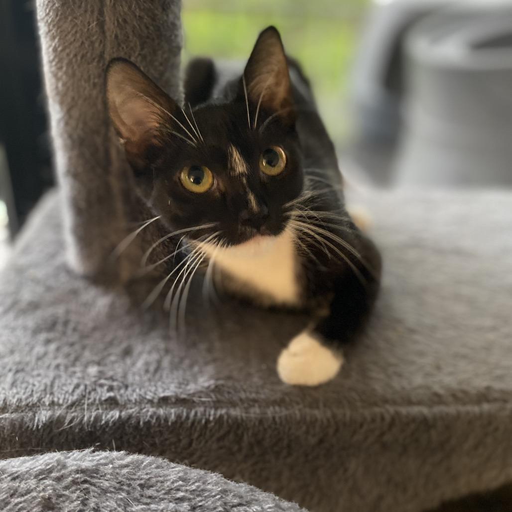 Vega, a Adoptable Domestic Short Hair in Miami, FL image 3/6