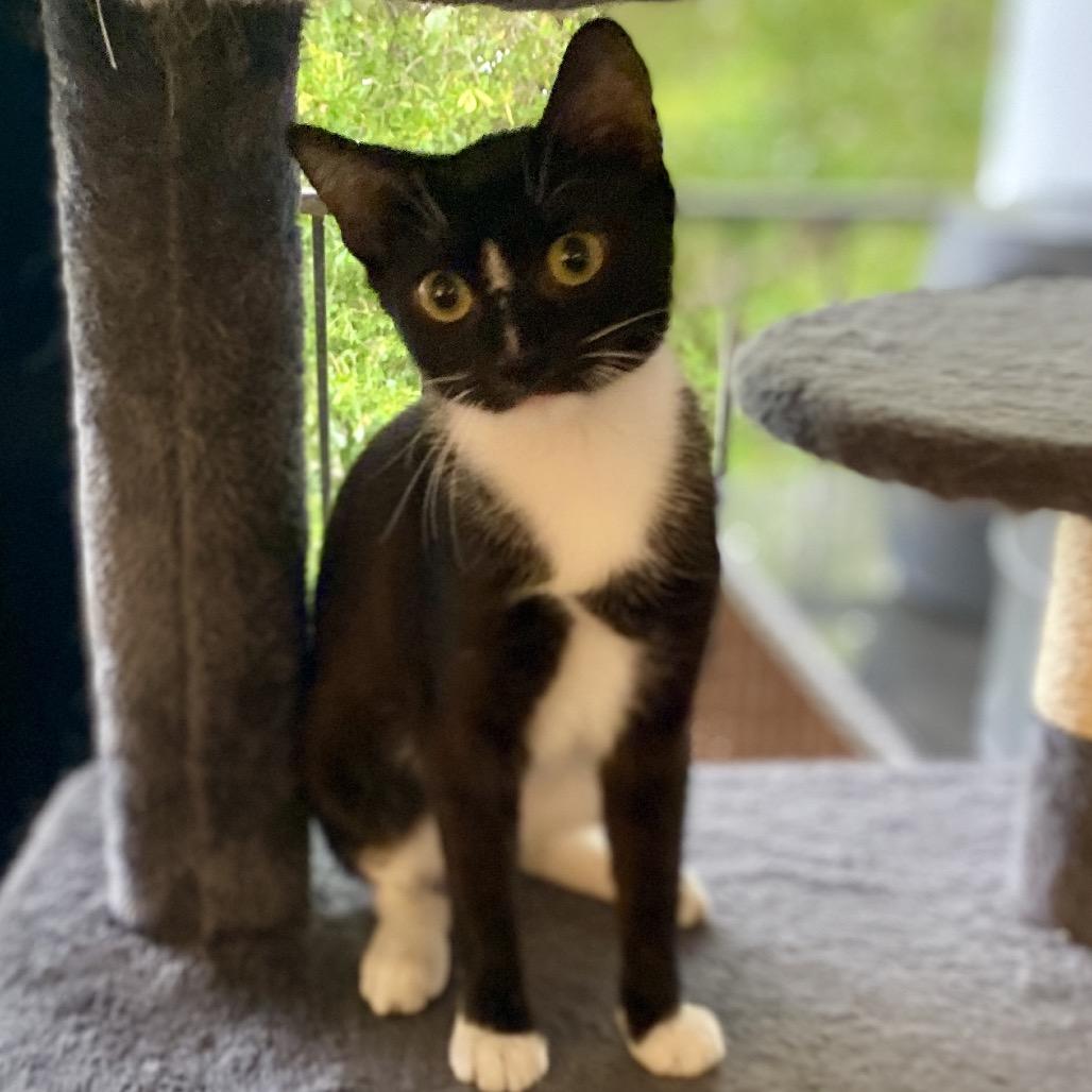 Vega, a Adoptable Domestic Short Hair in Miami, FL image 4/6