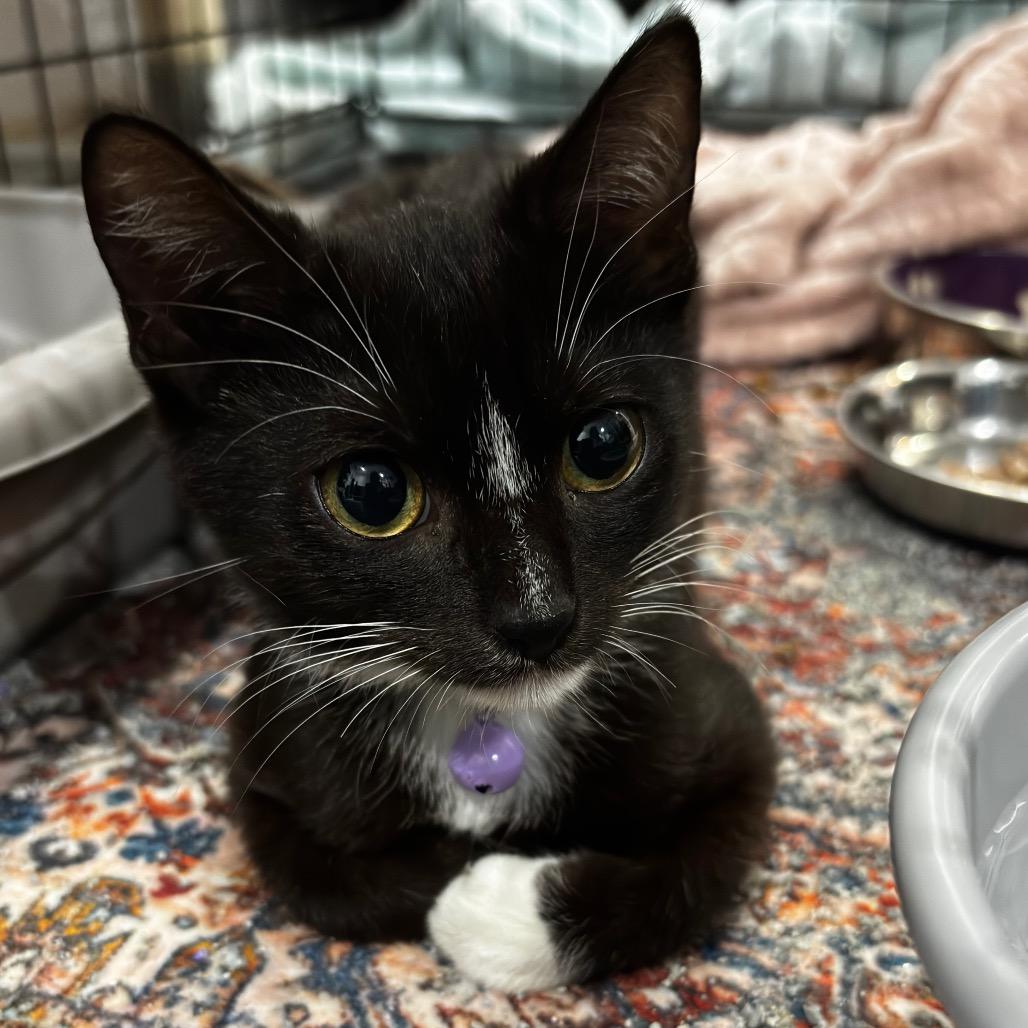 Vega, a Adoptable Domestic Short Hair in Miami, FL image 5/6