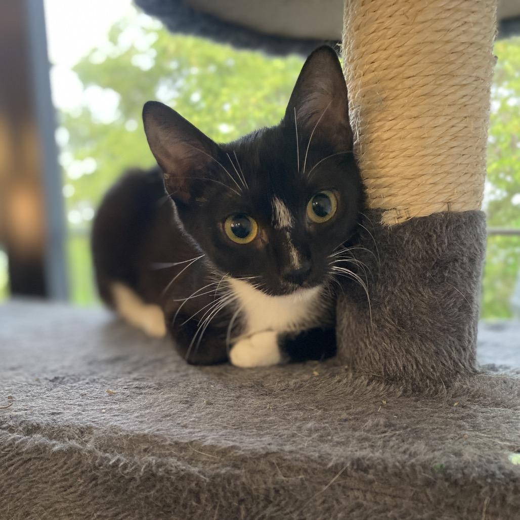 Vega, a Adoptable Domestic Short Hair in Miami, FL image 6/6