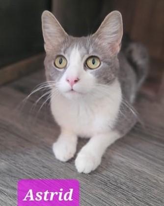 Astrid, Adult Female Domestic Short Hair